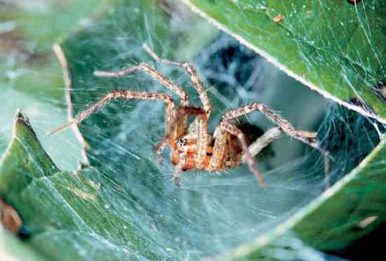 The funnel-web weaver spins a silken — and lethal — welcome mat for grasshoppers, moths and other hapless insects that wander past its sticky front door.